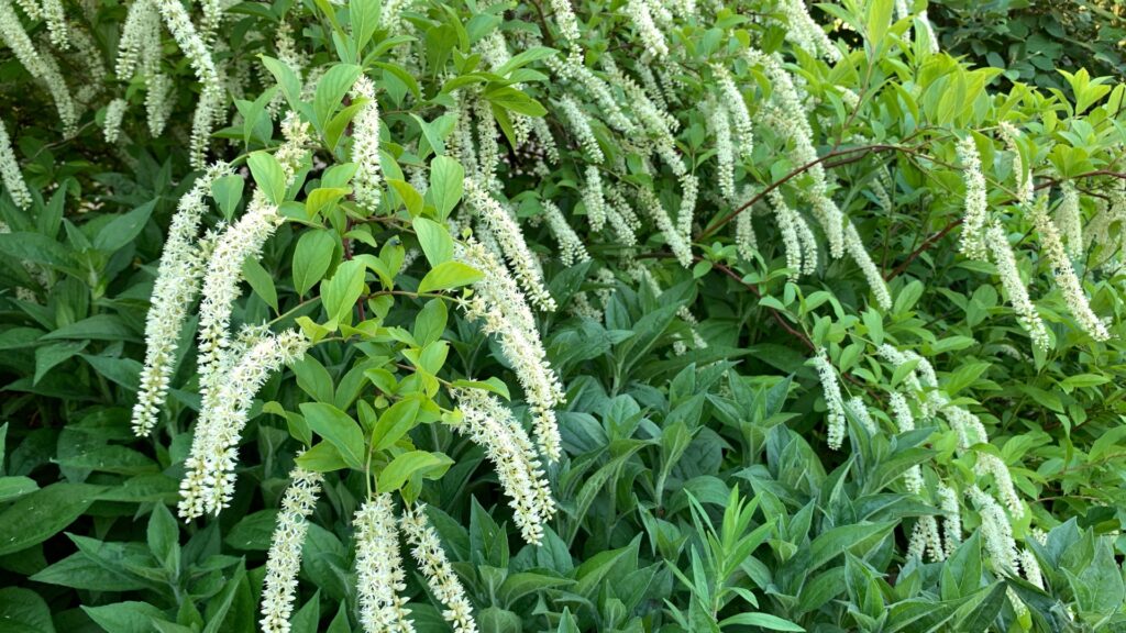 sweetspire shrub