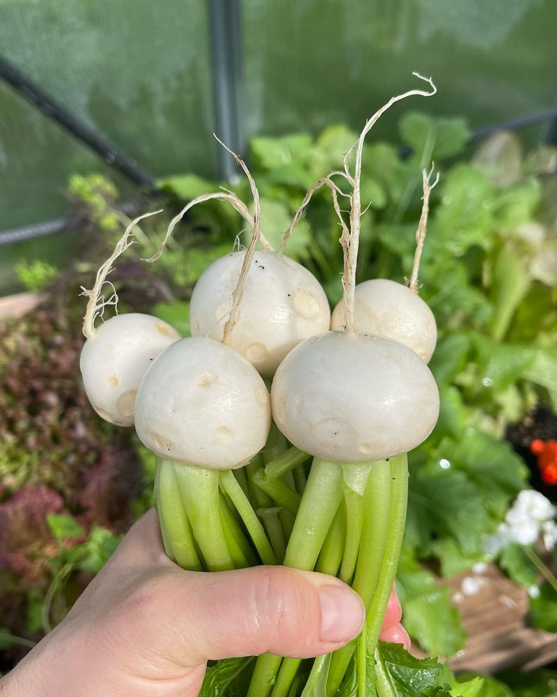 Baby Turnips