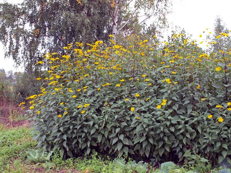 Jerusalem Artichokes