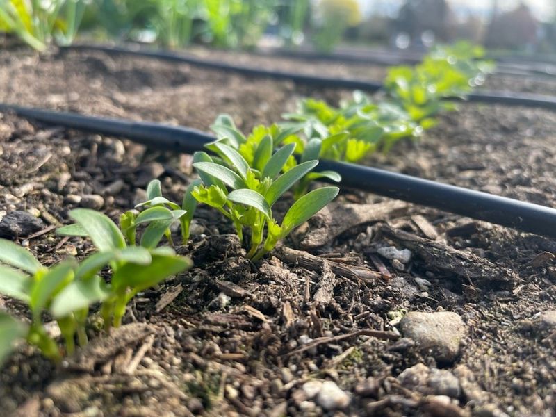 Cilantro - Quick Bolting Herb