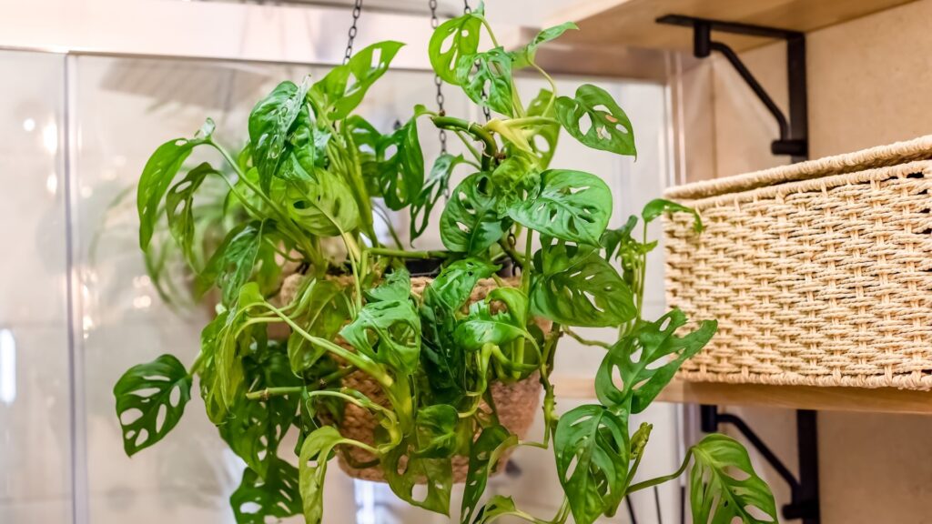 swiss cheese plant