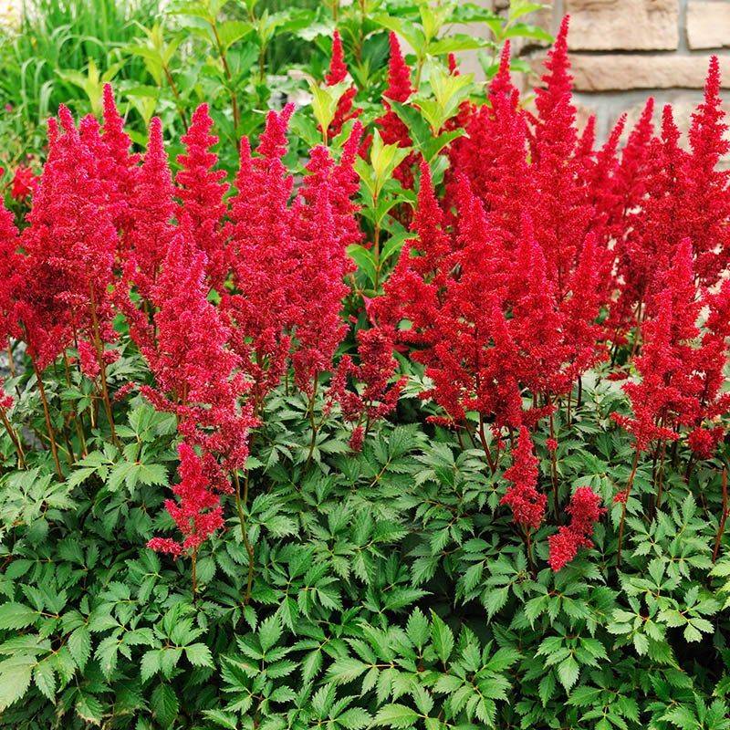 Astilbe (Astilbe x arendsii)