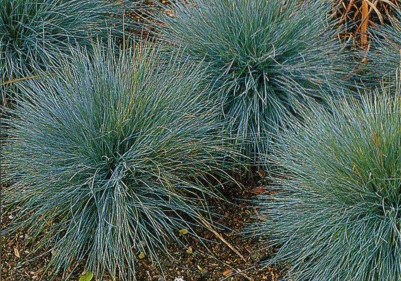 Fescue 'Elijah Blue'