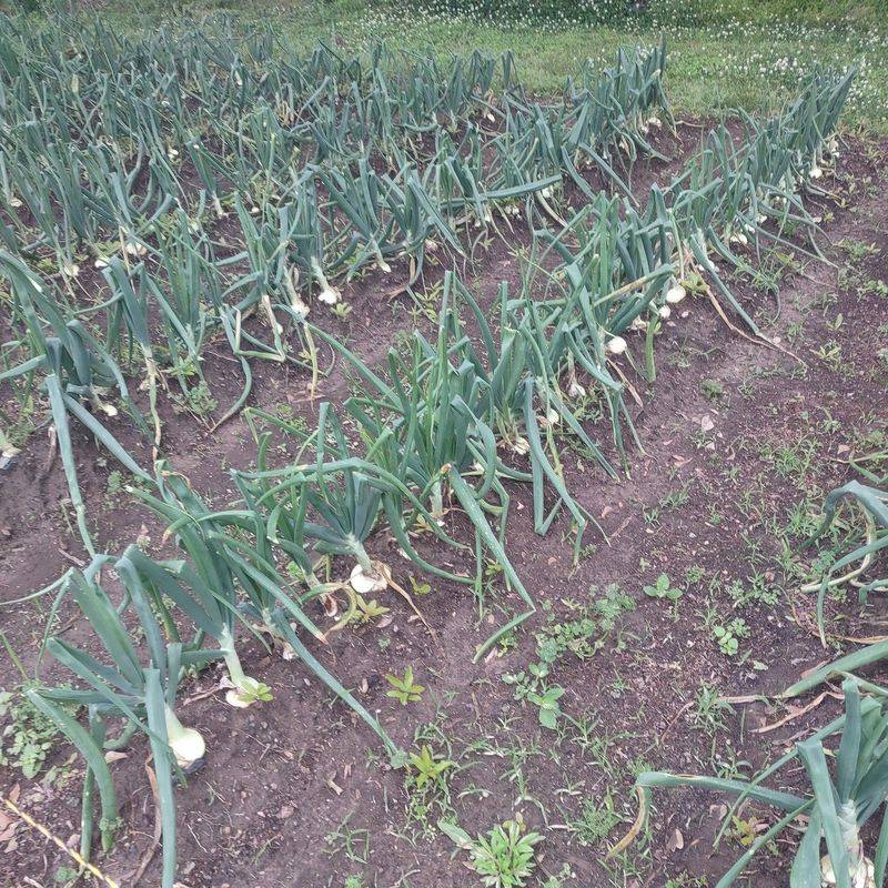 Stagger Planting Dates for Extended Harvests