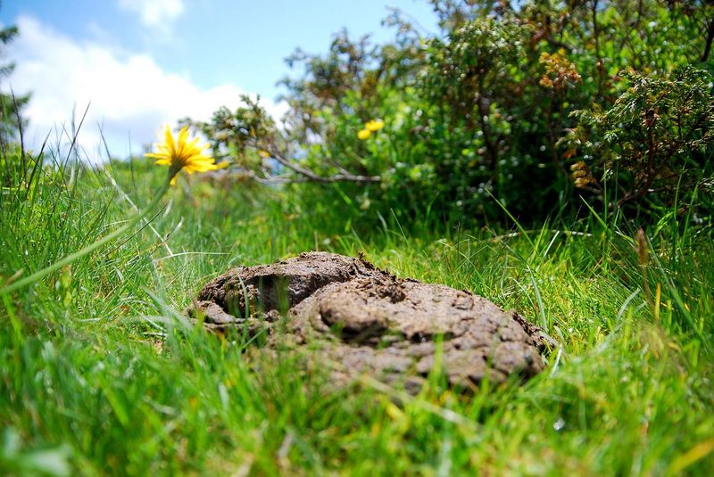 Uncured Manure