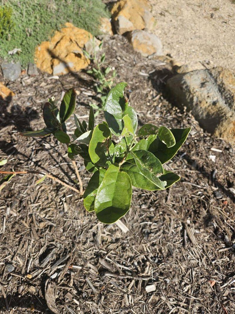 Herbicides