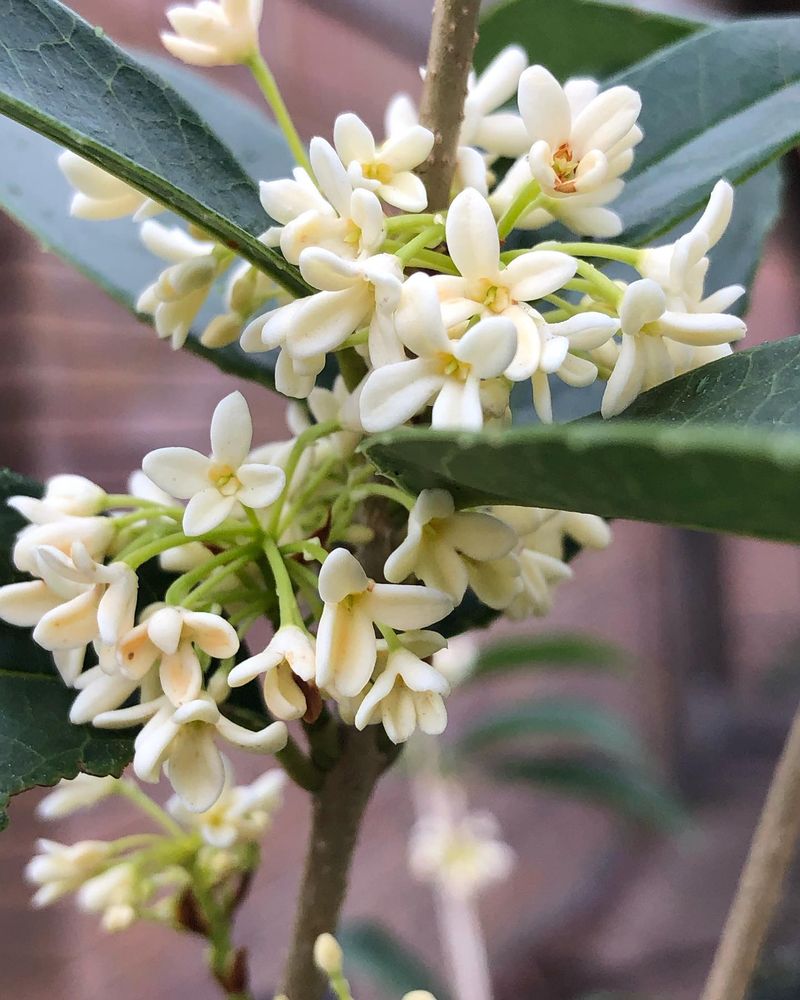 Osmanthus Fragrans