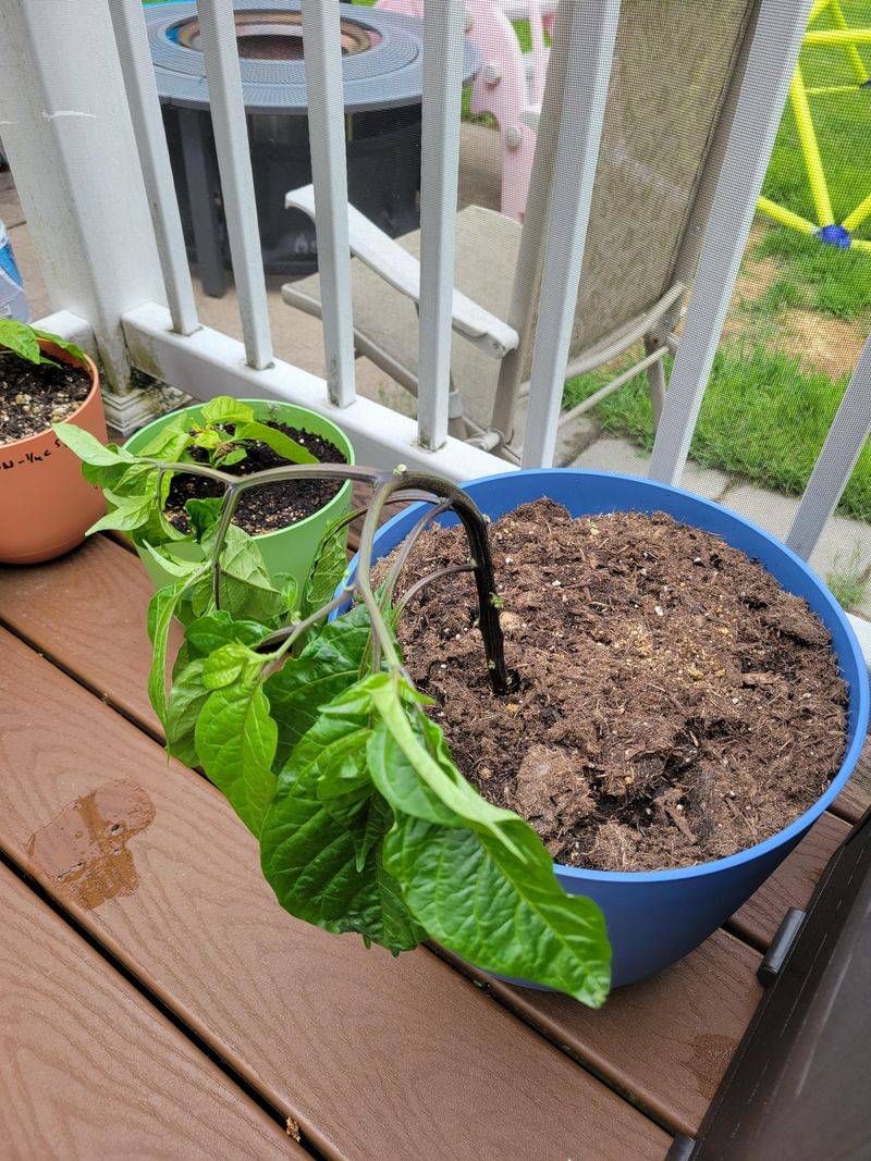Transplanting Techniques