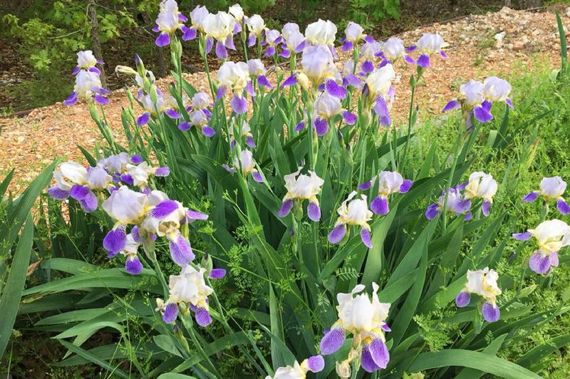 Manage Mulch Mindfully