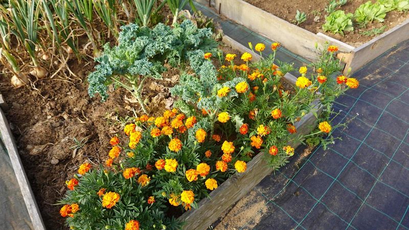 Control Pests Naturally