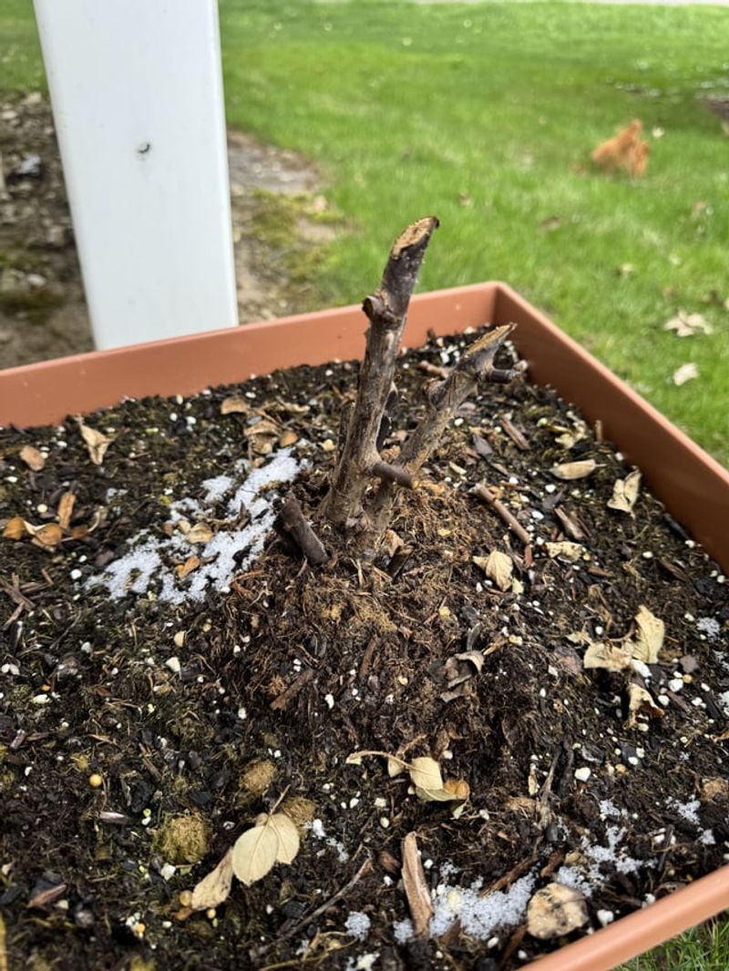 Don't Fertilize Dormant Roses in Winter