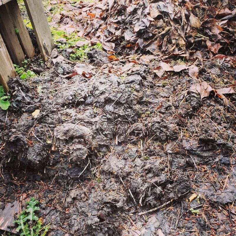 Collecting Fallen Leaves For Compost