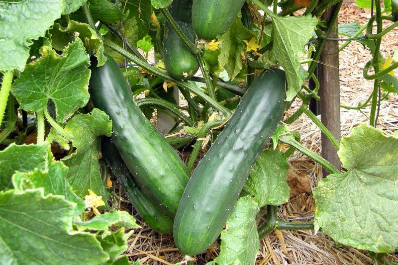 Cucumber Family Attracts Problem Pests