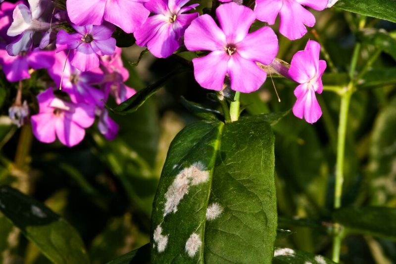 Phlox and Other Mildew-Prone Plants