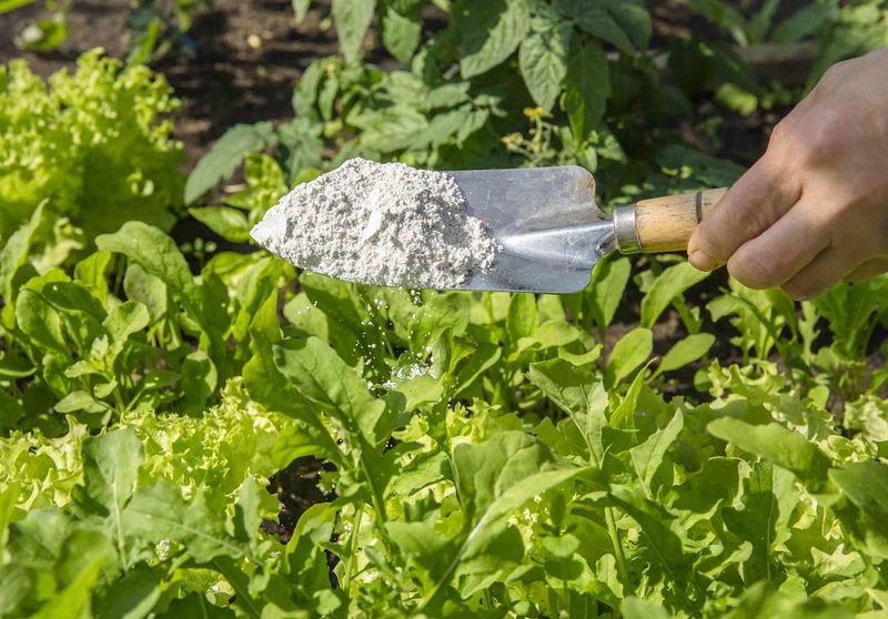 Diatomaceous Earth Barrier