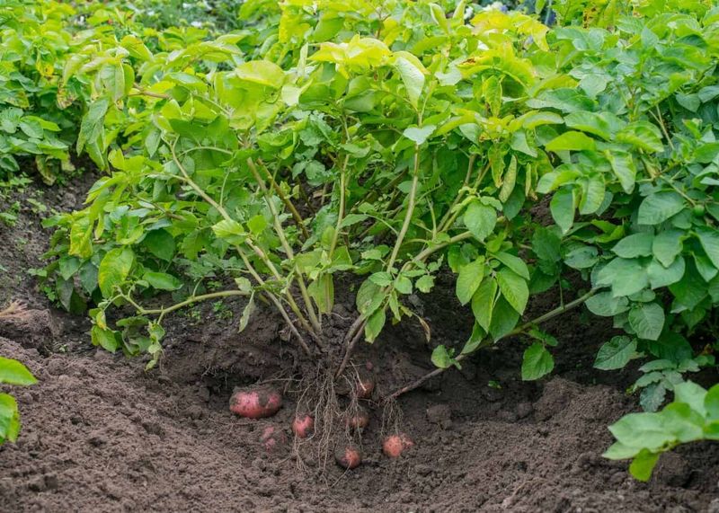 Potatoes: Underground Enemies