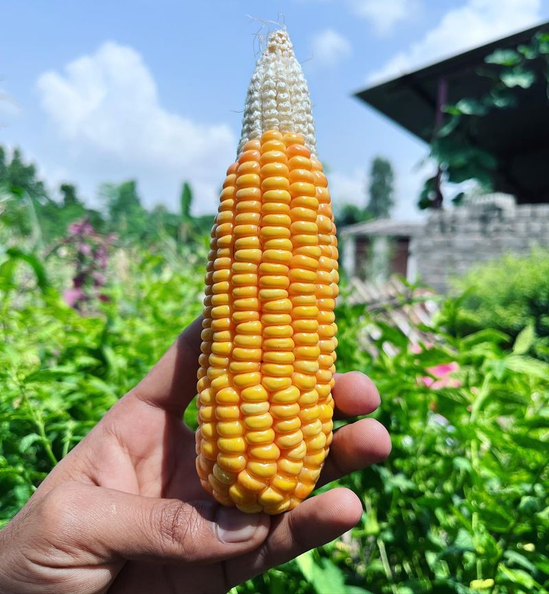 Corn: Tall Wind Protection and Shade