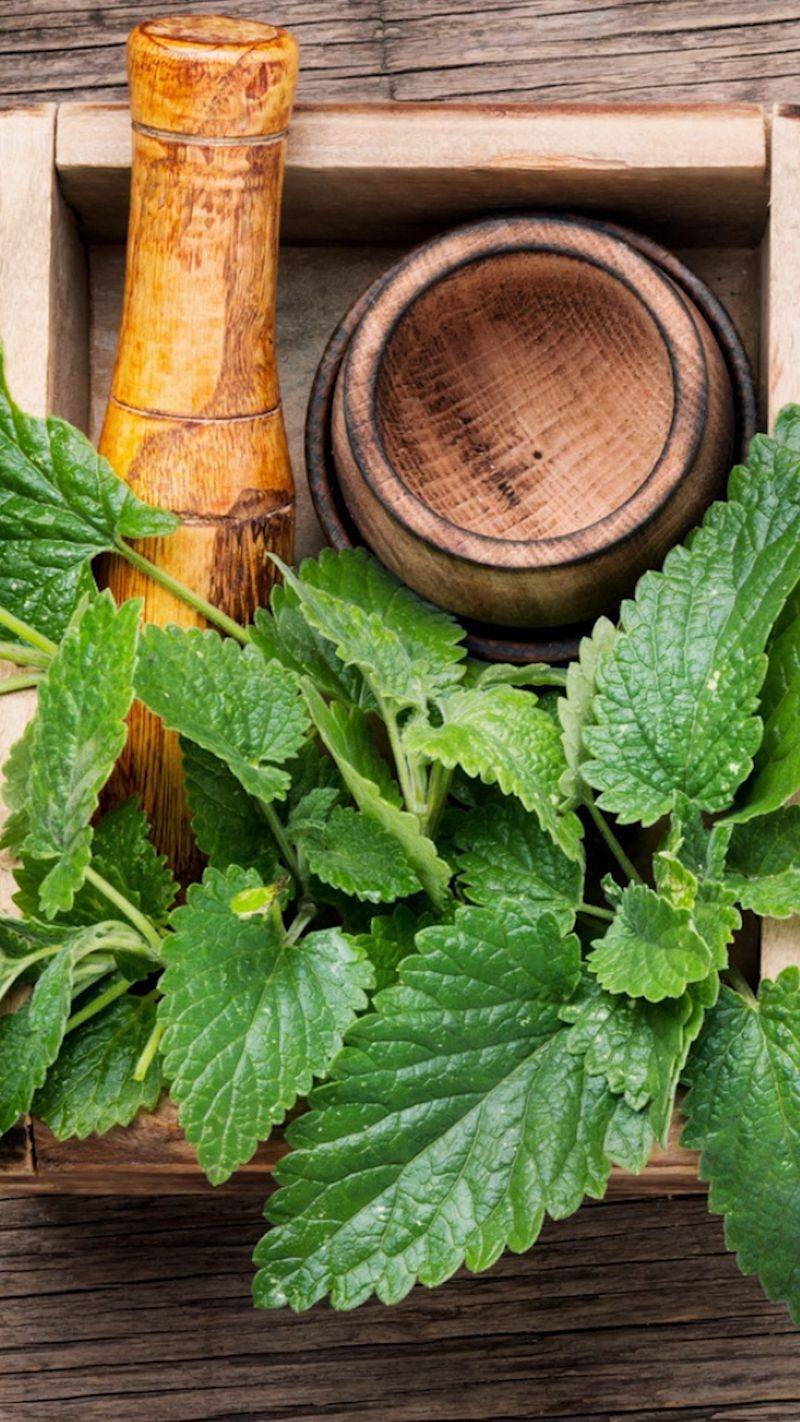 Lemon Balm