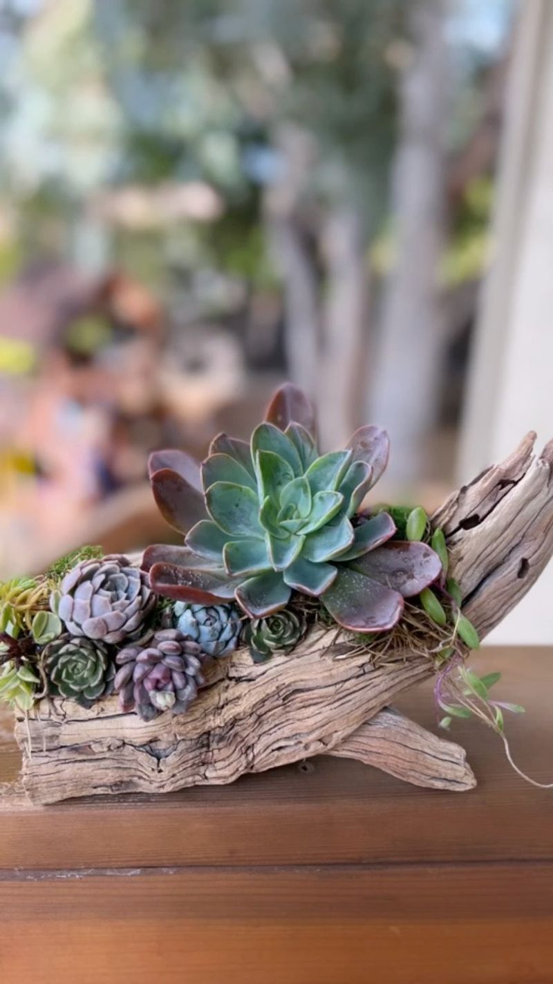 Driftwood Planters