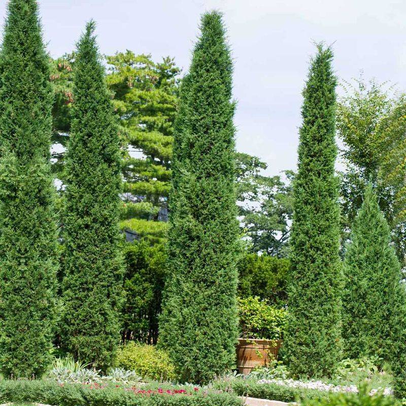 American Pillar