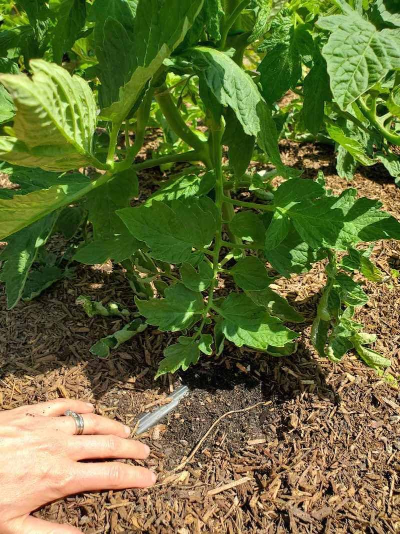 Inconsistent Watering Stresses Roots