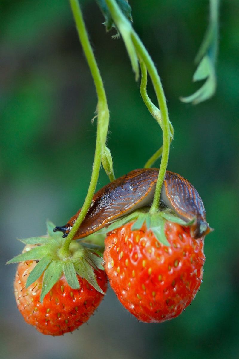 Pest Damage