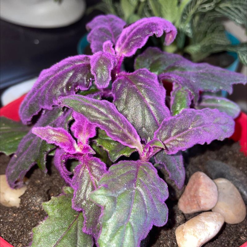 Soil Mix Should Be Well-Draining