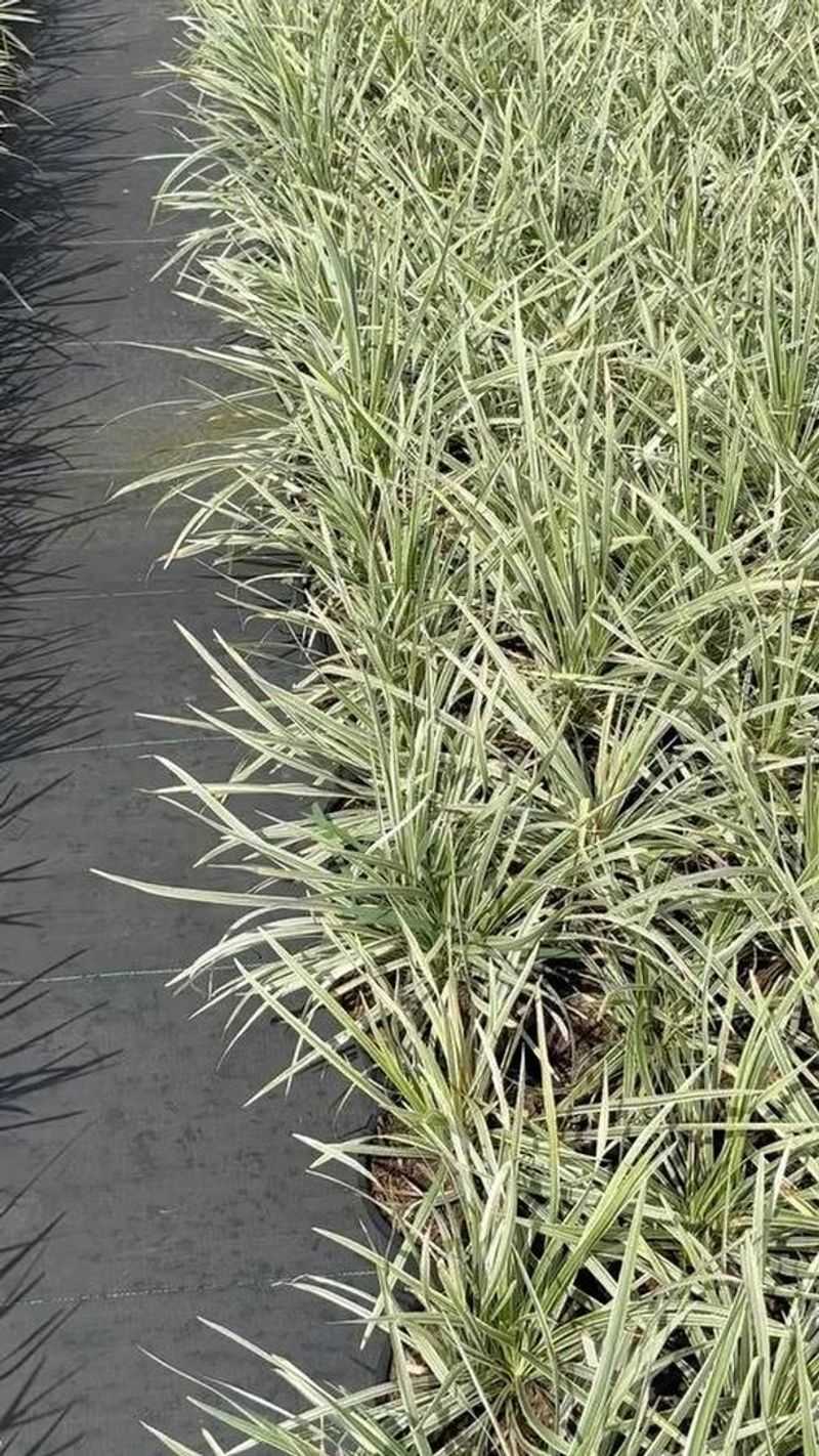 Relentless Ribbon Grass