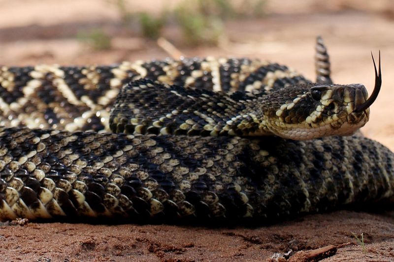 South Carolina's Coastal Culprits