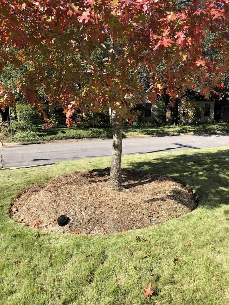 Mulch After Fertilizing