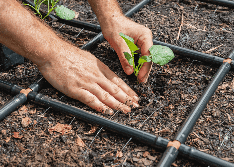 Irrigate Properly Through Mulch