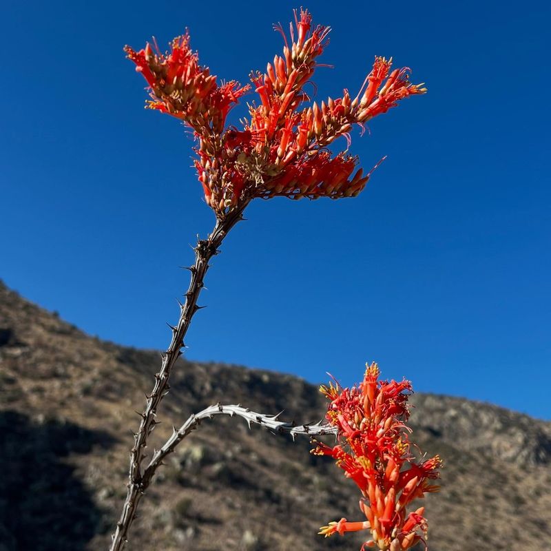 Ocotillo