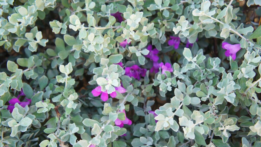 texas sage