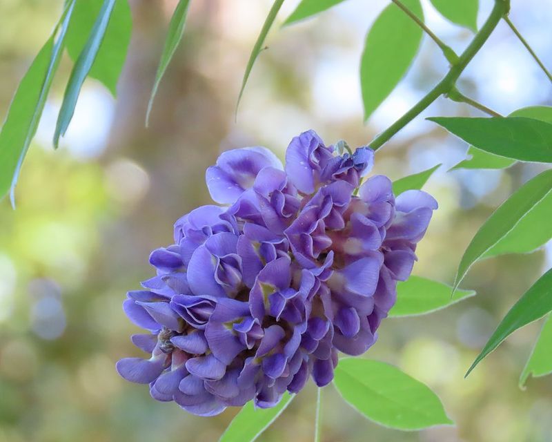 American Wisteria (Wisteria frutescens)