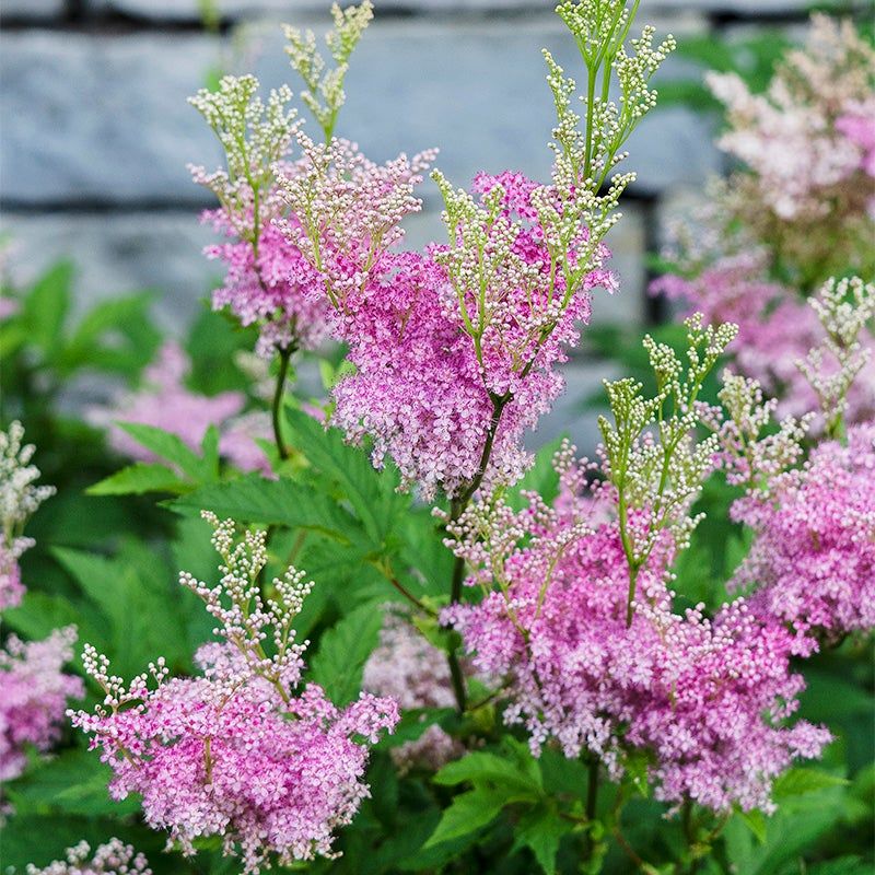 Filipendula (Queen Of The Prairie)