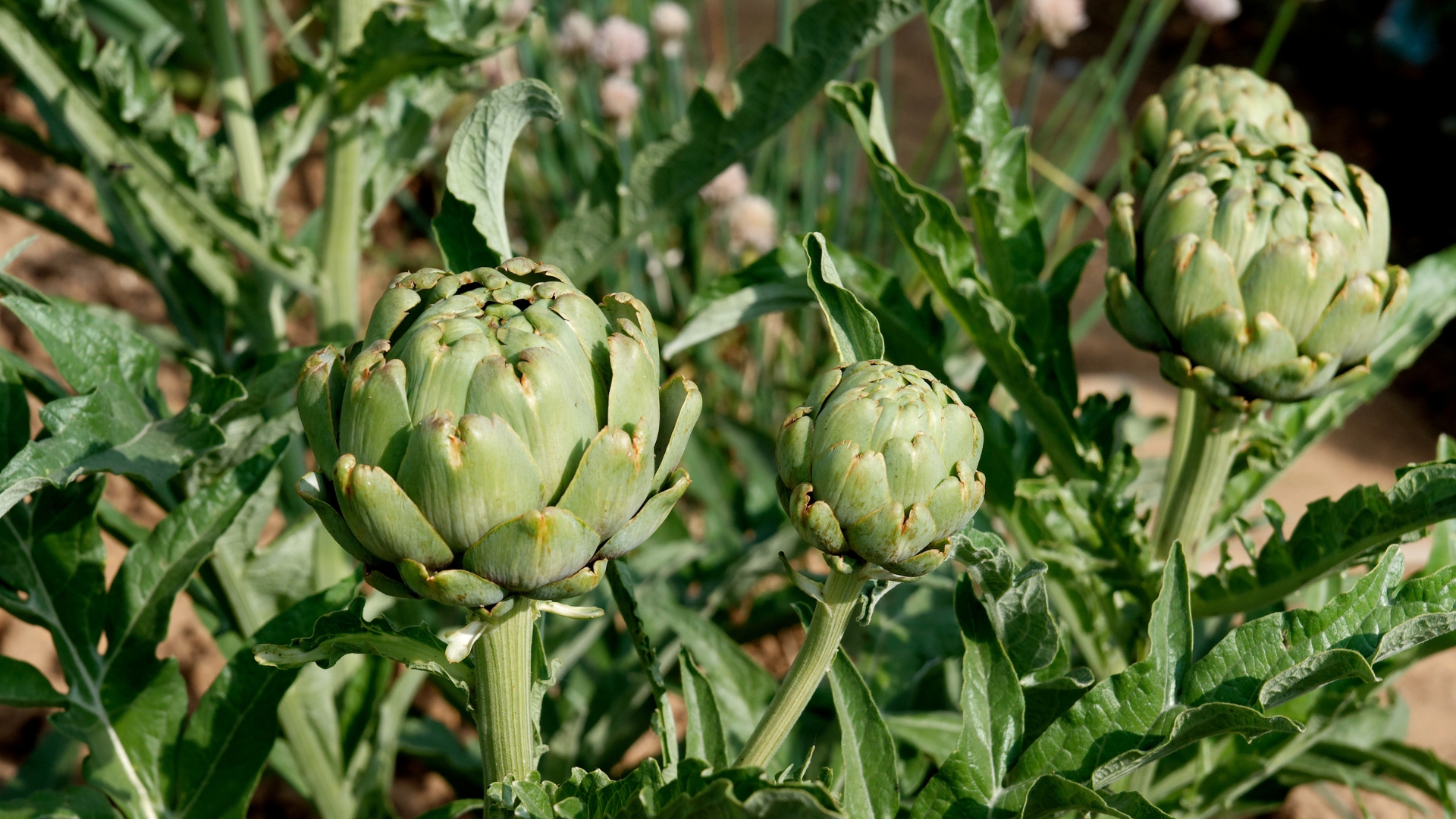 The 15 Most High-Maintenance Vegetables To Grow In Your Garden (And 4 Better Alternatives)