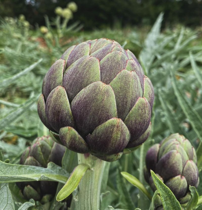 Artichokes: Garden Giants With Attitude