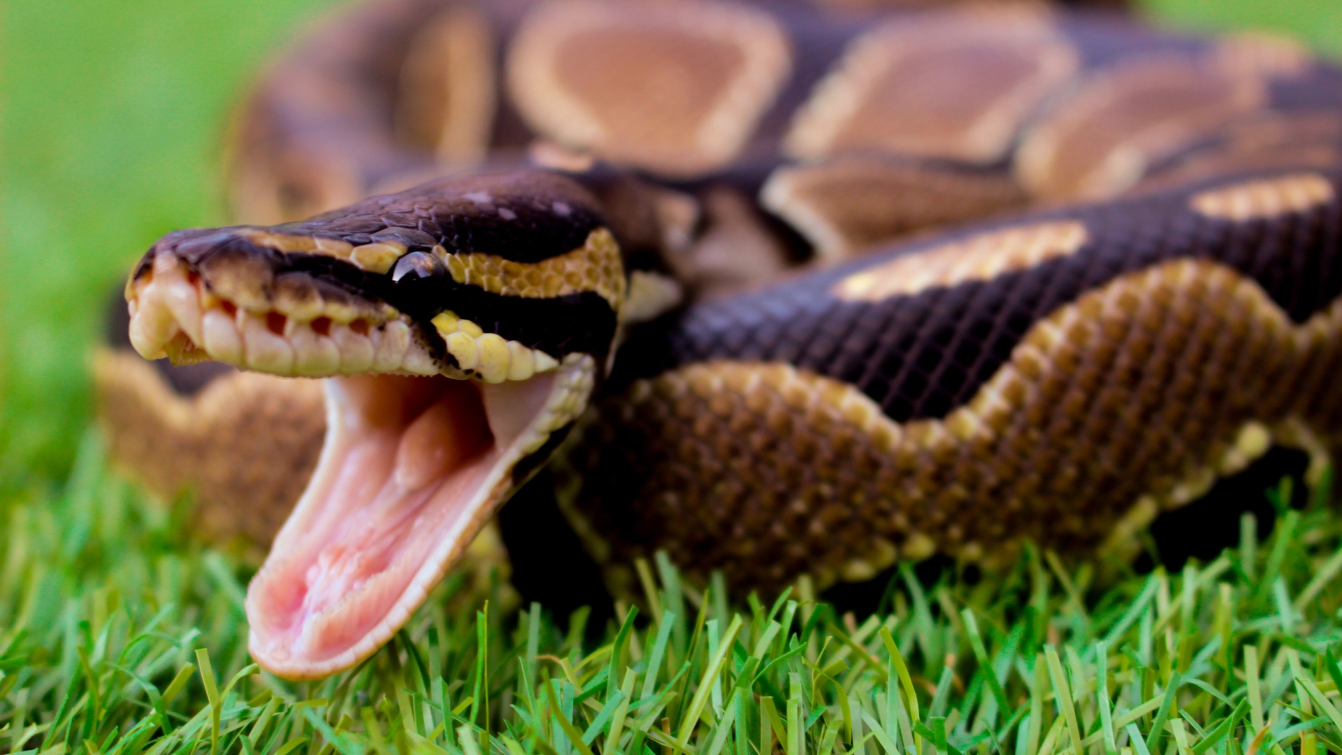 The 15 States With The Highest Snakebite Rates In America — Plus Plants That Can Deter Snakes Naturally