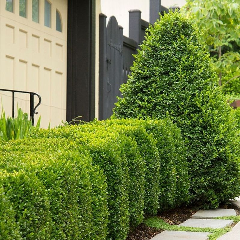 Boxwood