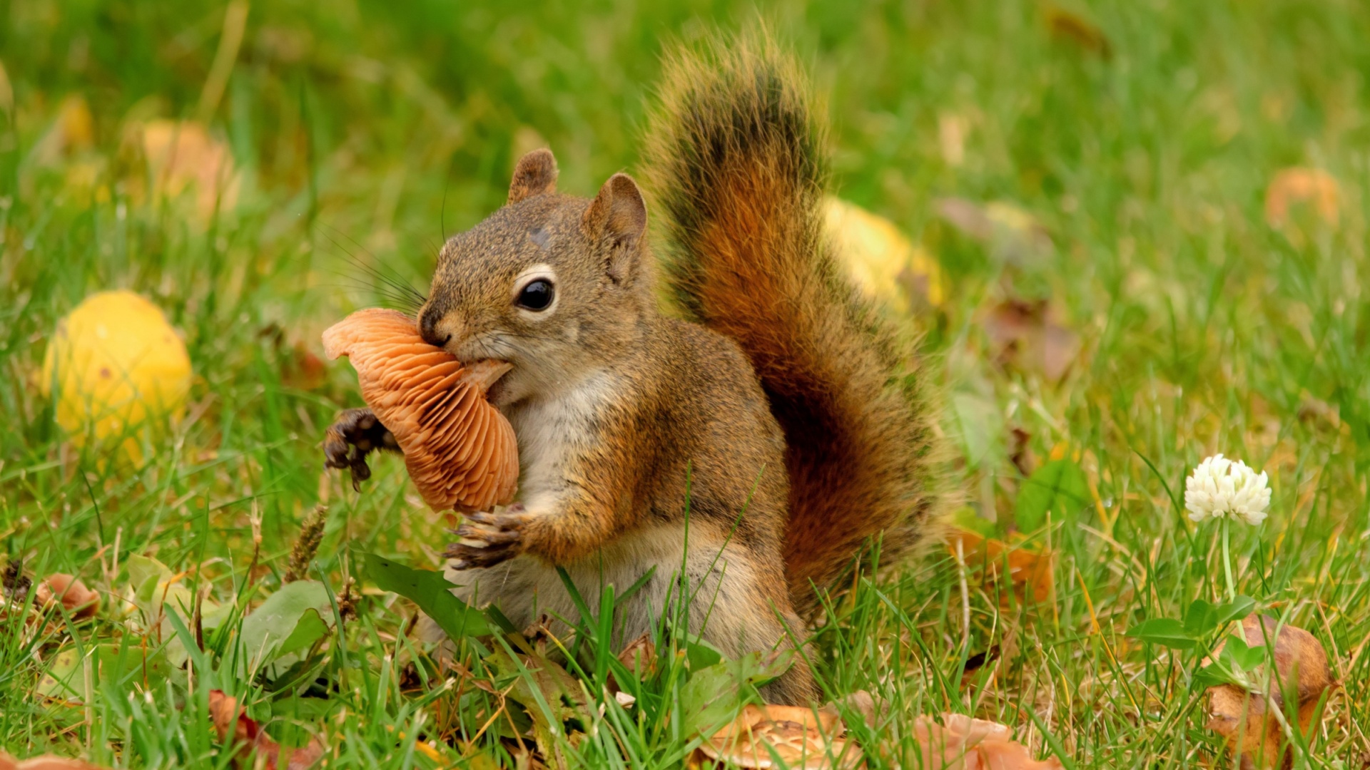 squirrel in yard