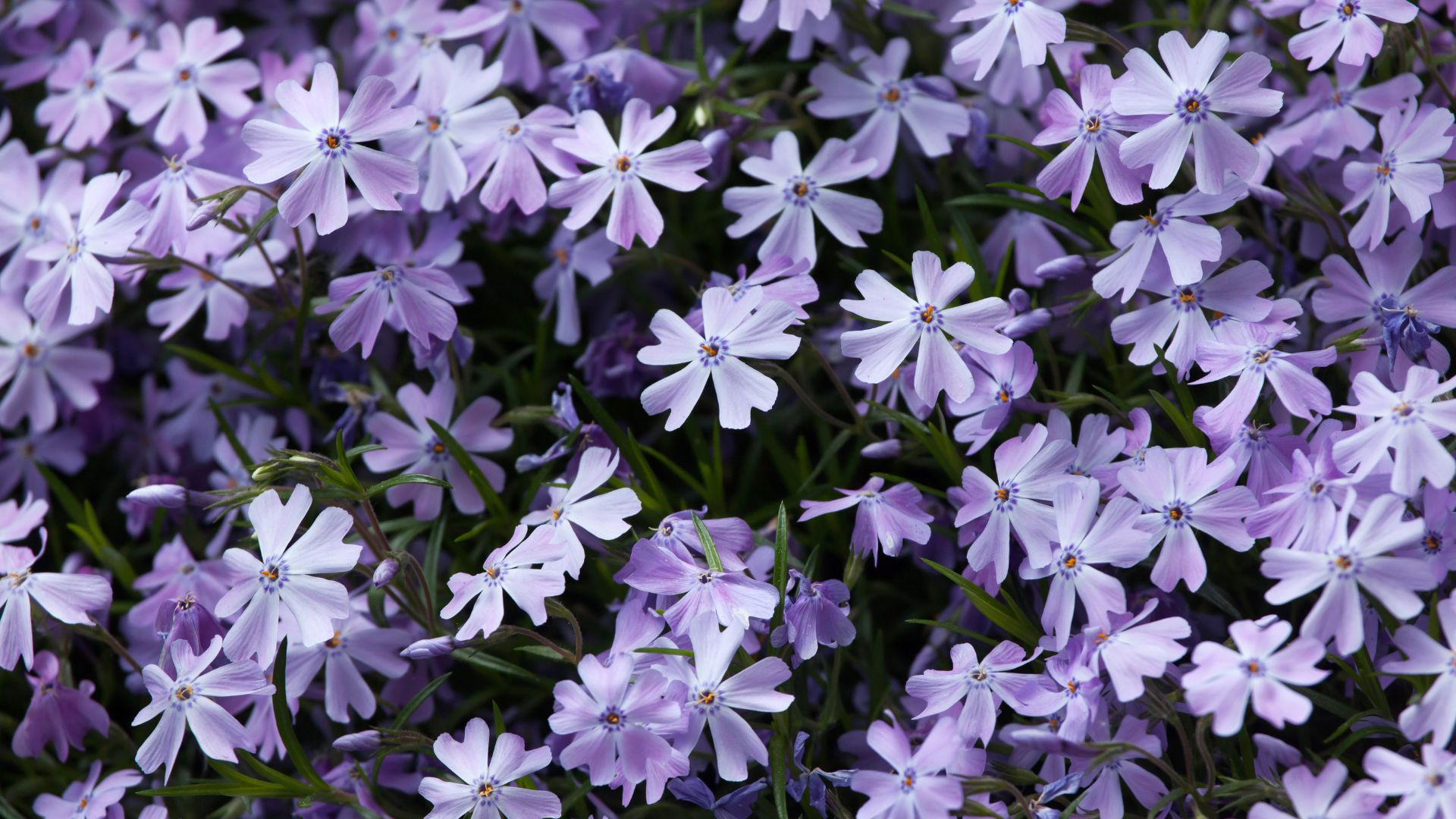 The 20 Best Flowering Ground Covers For Shady Spots Under Trees