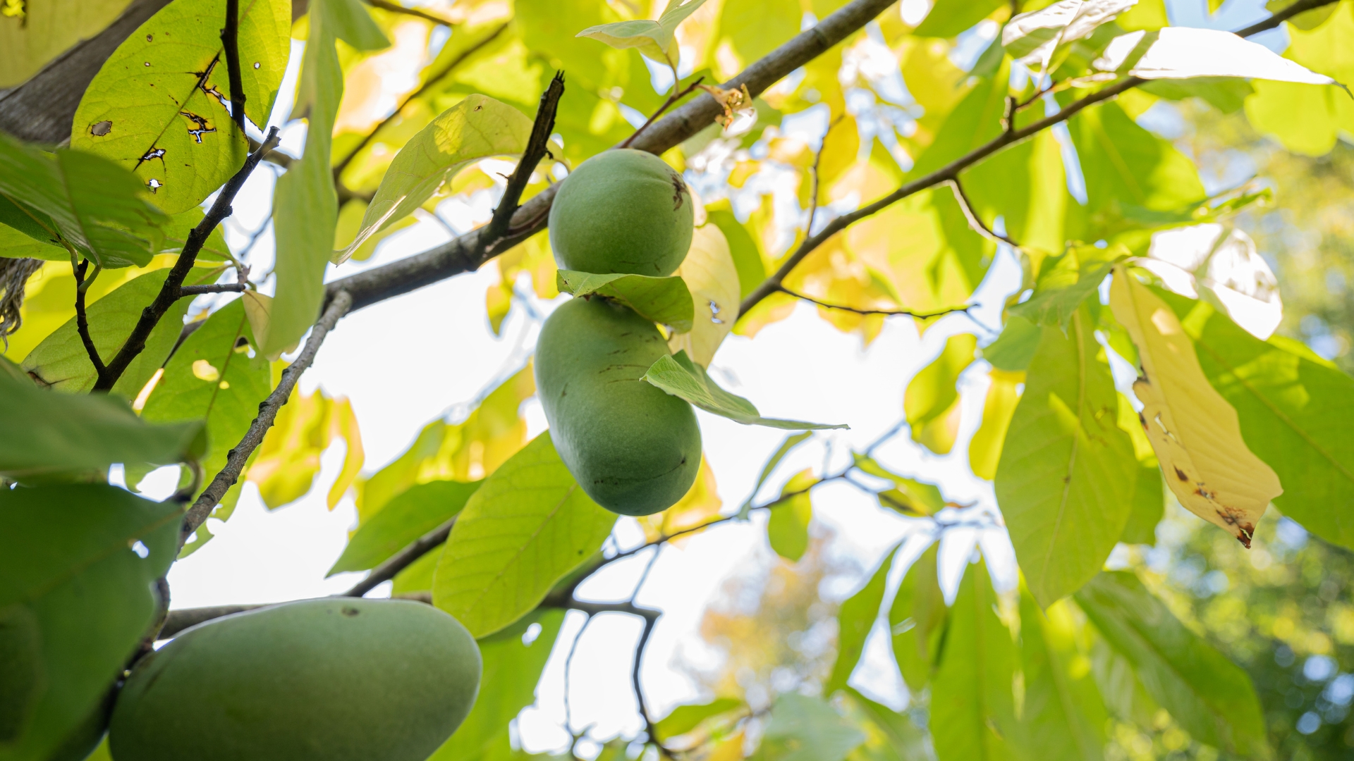 pawpaw