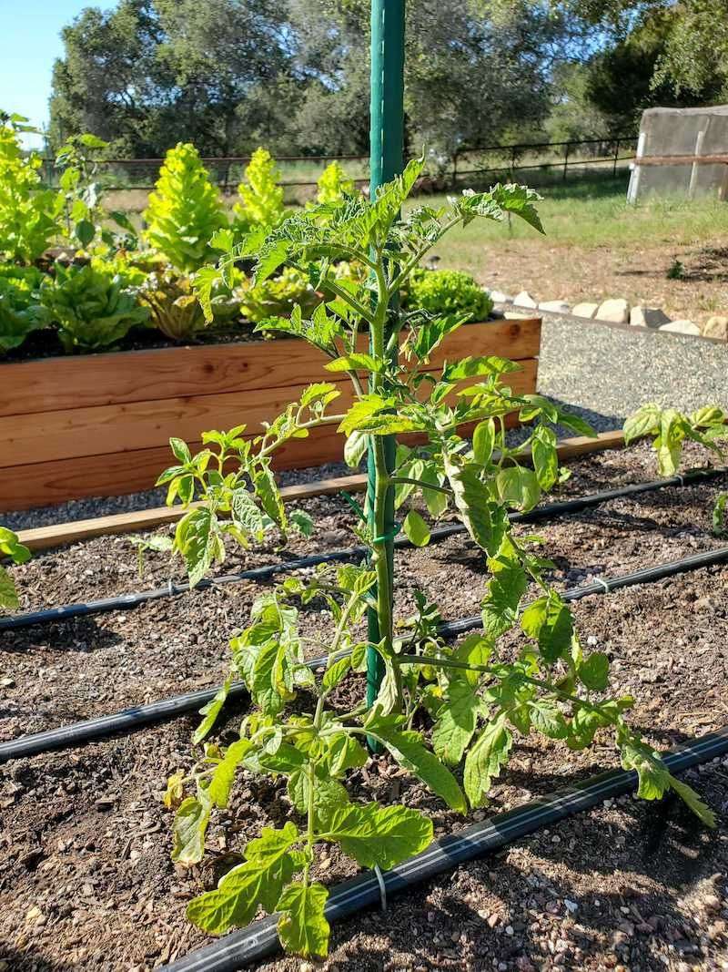 Early Installation Prevents Root Damage