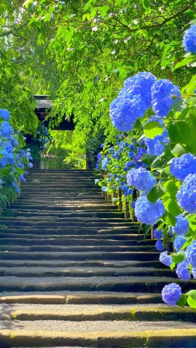 Japan's Hydrangea Temple