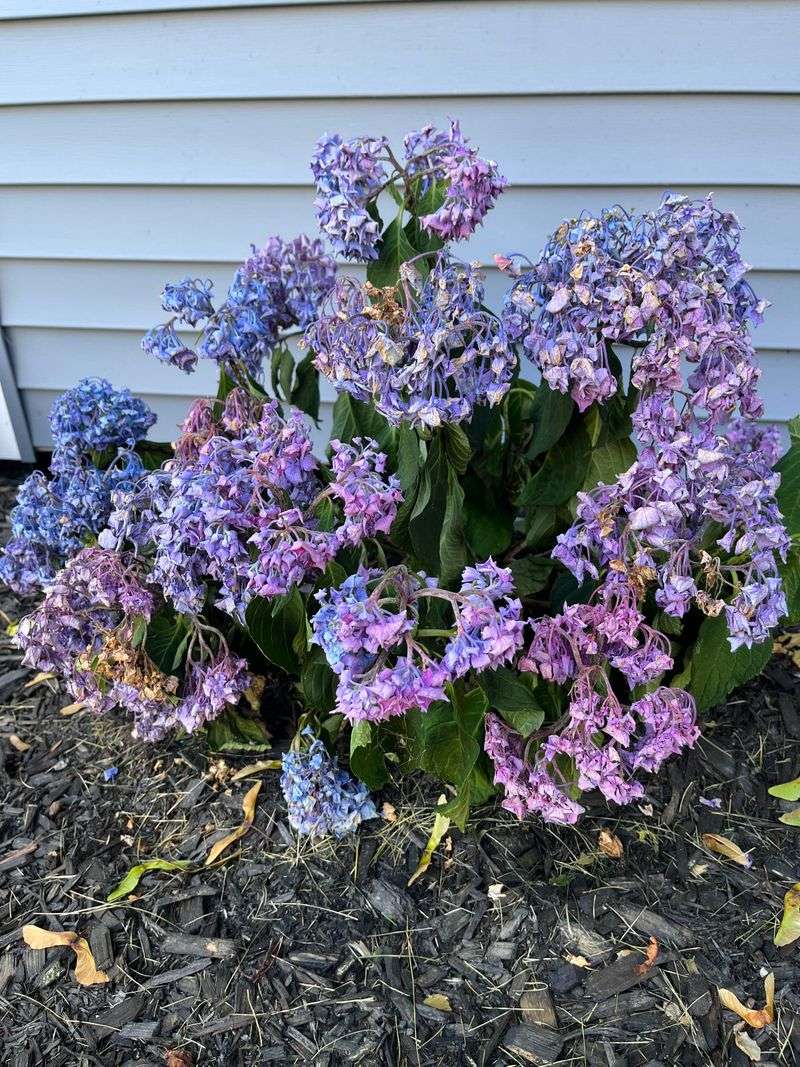 Bigleaf Hydrangeas Drink Through Their Leaves