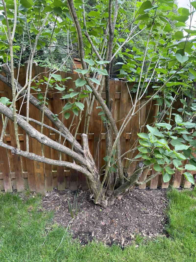 Cut Above Outward-Facing Buds