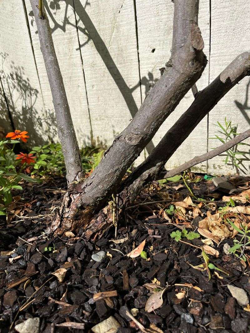 Mycorrhizal Fungi Application
