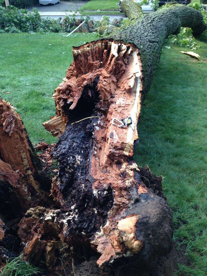 Signs Of Internal Rot Are Visible