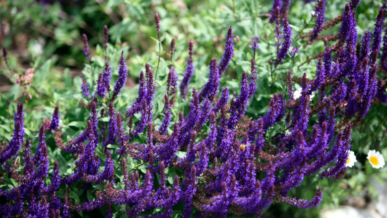russian sage blooms