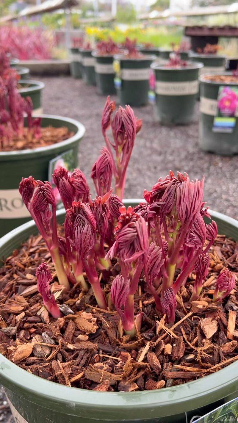 Peonies Need Room to Breathe